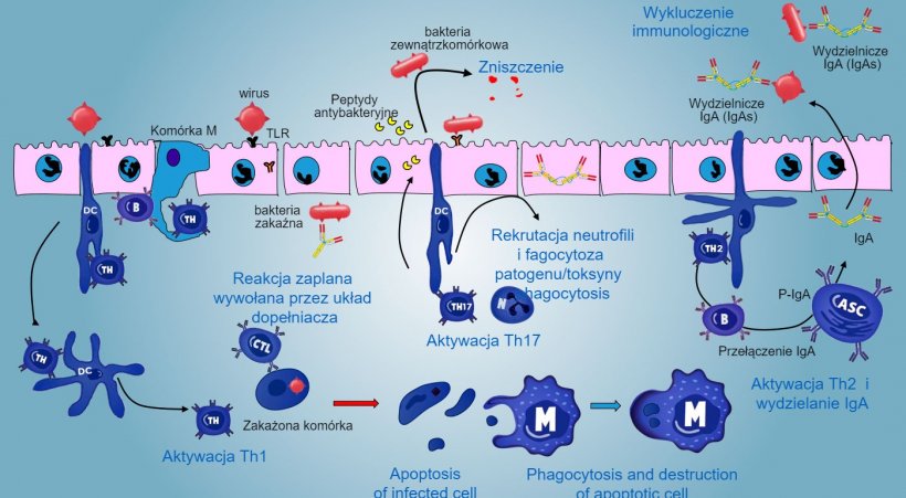 Figure 5. Ogólny obraz odpowiedzi immunologicznej błon śluzowych przeciwko patogenom.