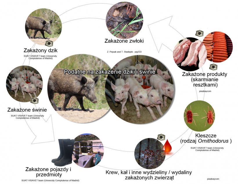 Wykres 1. Drogi przenoszenia wirusa afrykańskiego pomoru świń, w tym bezpośredni i pośredni kontakt ze zwierzętami zakaźnymi, ich produktami, wydalinami / wydzielinami i / lub krwią, tuszami, różnymi zanieczyszczonymi odpadkami i wektorami biologicznymi (opracowanie własne).