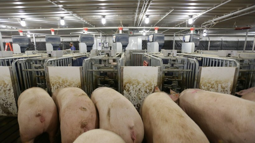 Zdjęcie 5. Elektroniczny system żywienia identyfikujący poszczególne lochy za pomocą RFID. Źródło: Nedap
