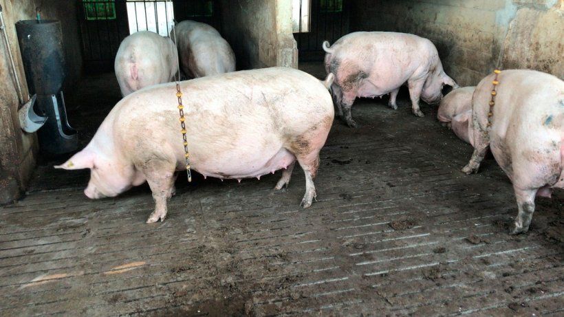 Zdjęcie 1. Kojec grupowy dla loch po drugim porodzie. Wszystkie są w tym samym momencie cyklu, aby ułatwić szczepienia, z tym samym programem co loszki.