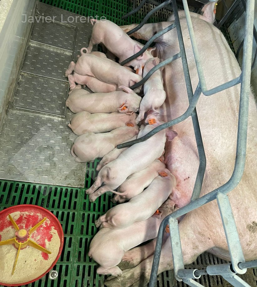 Fot. 6. Pasza typu prestarter od 5 do 15 dnia: atrakcyjny aromat i smak, lekkostrawność, mała ilość, w formie mączki.