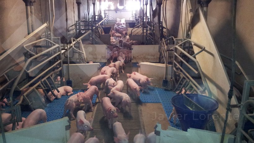 Fot. 1. Pozostawienie odsadzonych prosiąt na kilka dni w porodówce zmniejsza stres związany z procesem odsadzania.