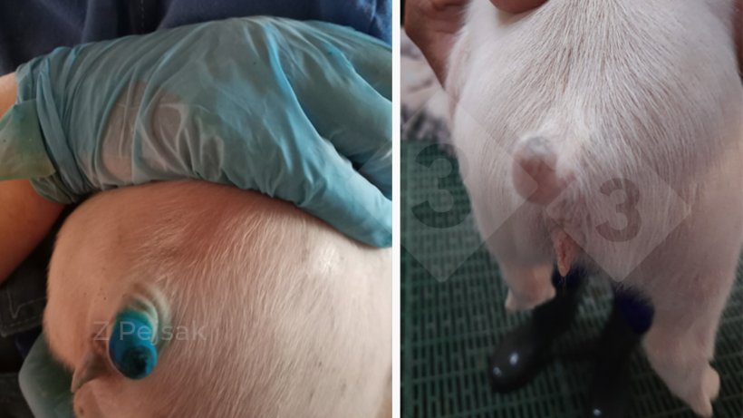 Zdjęcie 1. Kilkudniowe prosię w dniu obcinania ogona (po lewej) i trzy dni później (po prawej).