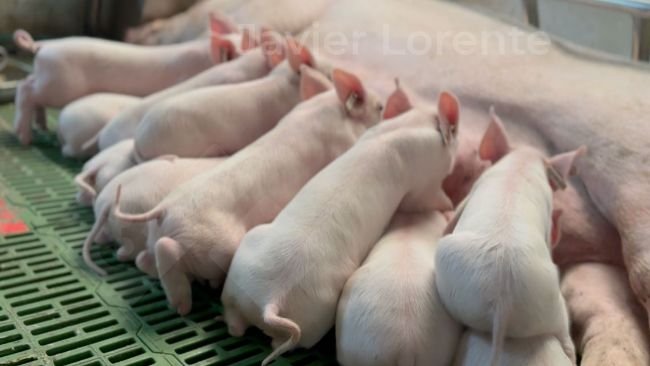 Jednolity wiek w porodówce może przyczynić się do poprawy zdrowia w tym sektorze
